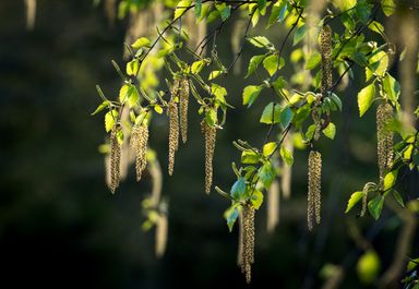 Birch catkins hanging from branches in soft, backlit sunlight.