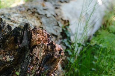 Closeup of a tree trunk and strands of grass in the foreground