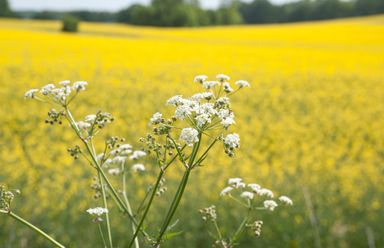 A yellow rapeseed field in bloom