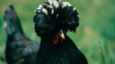 A black and white paduan chicken.