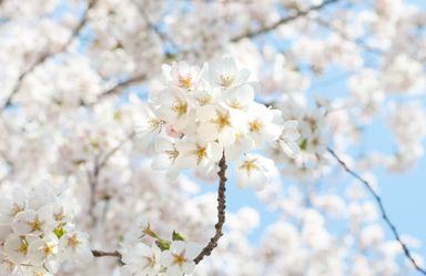 A cherry tree with lots of white blossoms.