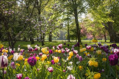 Colorful tulips in bloom with flowering trees in sunny park.