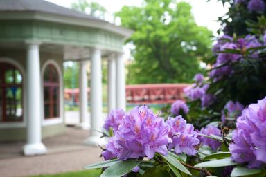 Purple rhododendron blooms in focus; gazebo and bridge in background.
