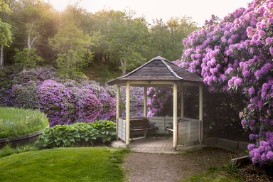 Gazebo by a pond with blooming purple rhododendrons at sunset.