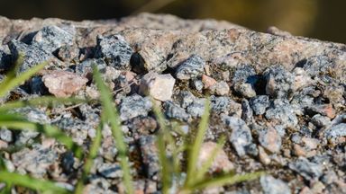 Close up of small rocks and strands of grass in the foreground