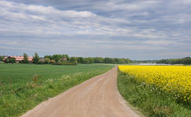 Dirt road between green and yellow fields under cloudy sky.