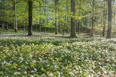 Blekinge spring forrest