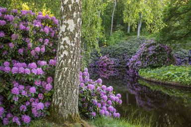 Birch tree and lush purple rhododendrons by a reflective pond.