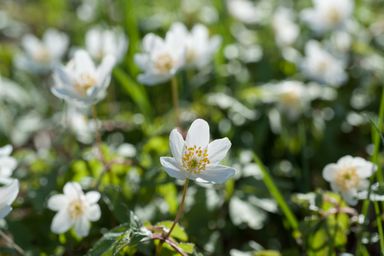 White anemone flowers blooming in bright, sunlit greenery.