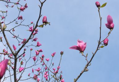 A magnolia tree with mostly still closed blossoms.