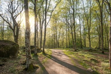 Forrest in spring time.