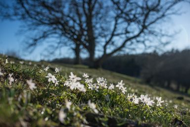 White flowers on a hill with a blurred tree background.