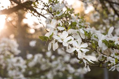 White magnolia flowers in sunset light with a soft focus background.
