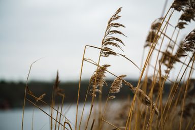 Costal high grass