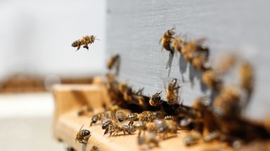 Busy bees flying in and out of the hive.