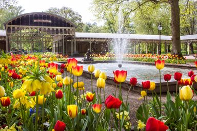 Fountain and tulips in front of a vintage pavilion in park.